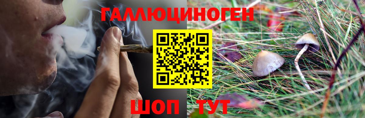 Кувандык  Псилоцибиновые грибы GOLDEN TEACHER  Вход с VPN 