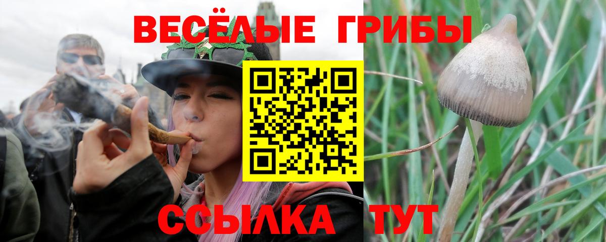Галлюциногенные грибы Psilocybine cubensis Кувандык